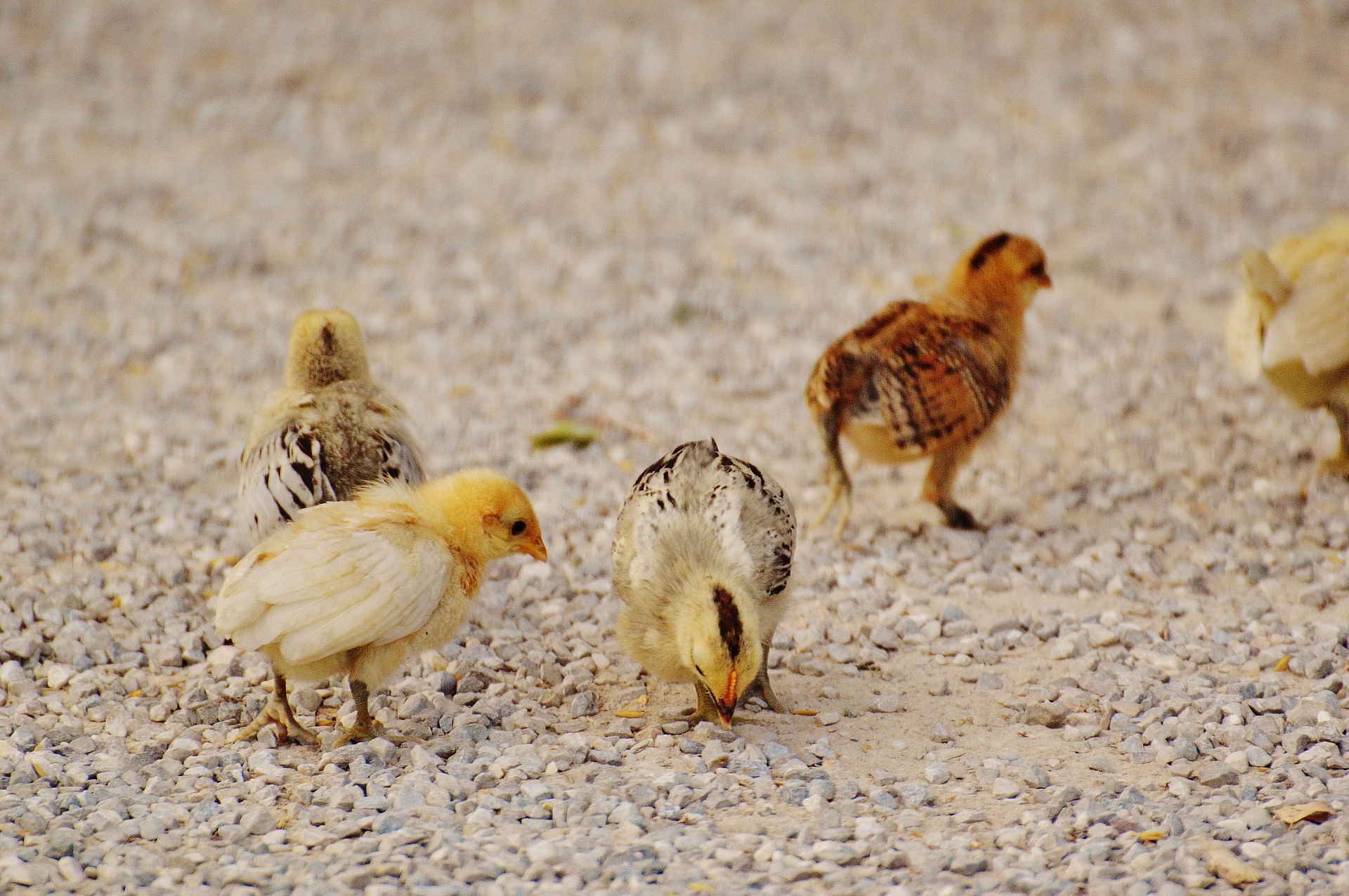 Baskets of brown eggs